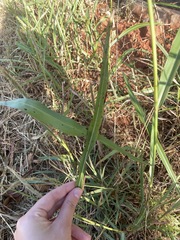 Sorghum halepense