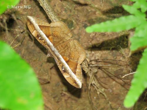 Hemeroblemma opigena (Hemeroblemma opigena)