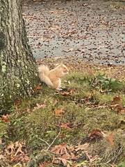 Sciurus carolinensis