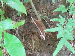 Hemeroblemma opigena