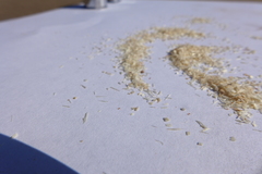 Phytoseiulus persimilis