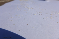 Phytoseiulus persimilis