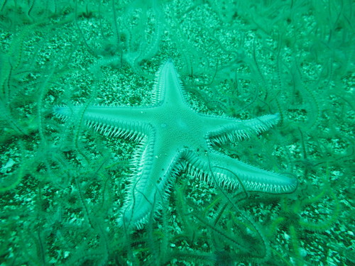 Astropecten armatus