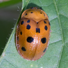 Chelymorpha phytophagica