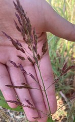 Sorghum halepense