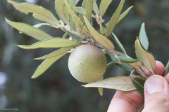 Amphibolips trizonata