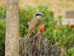 Pitangus sulphuratus