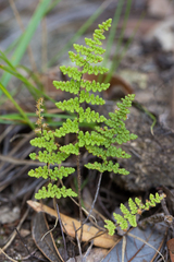 Myriopteris fendleri