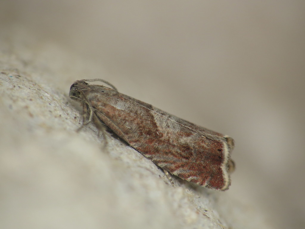 Sharp-winged Drill