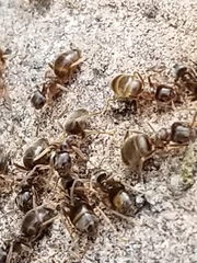 Lasius pallitarsis