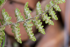 Myriopteris fendleri