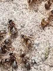Lasius pallitarsis