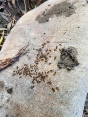 Lasius pallitarsis