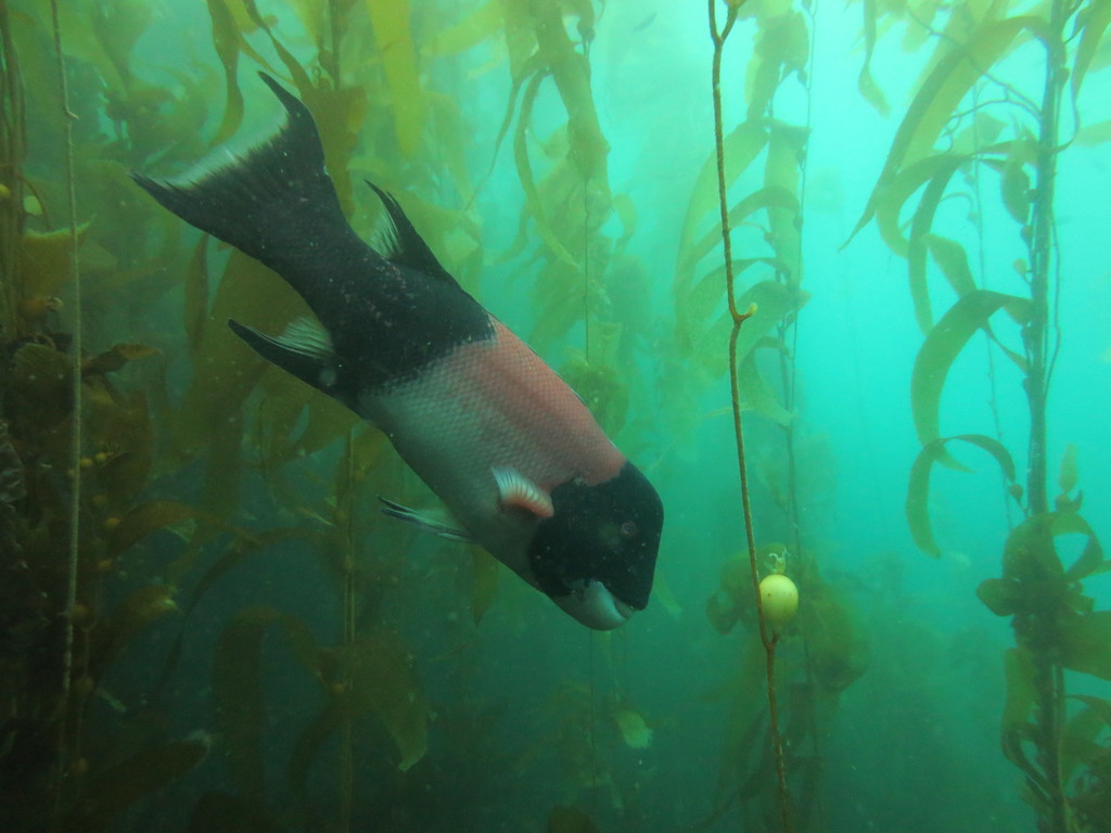 California sheephead swimming among giant kelp stalks