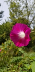 Ipomoea orizabensis
