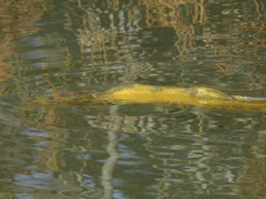Cyprinus carpio carpio