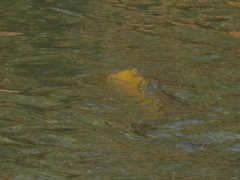 Cyprinus carpio carpio