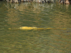 Cyprinus carpio carpio
