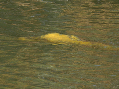 Cyprinus carpio carpio