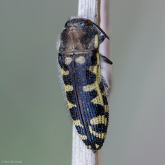 Acmaeodera solitaria