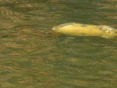 Cyprinus carpio carpio