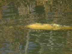 Cyprinus carpio carpio