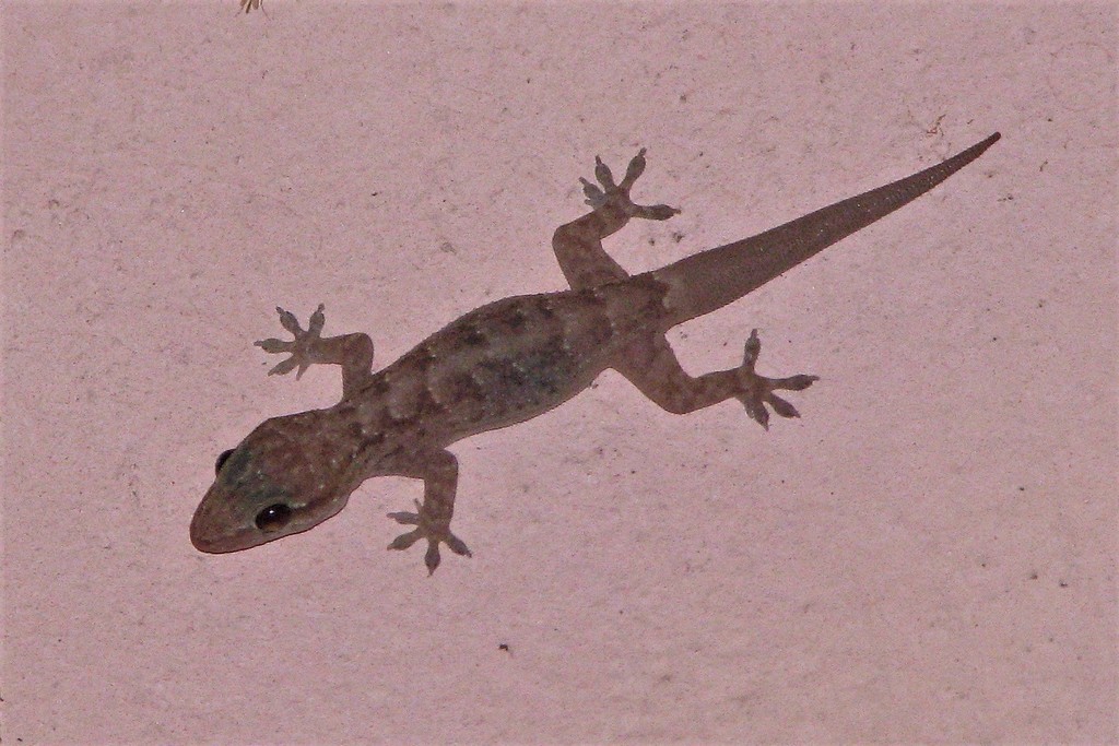 Chaco Robust Gecko