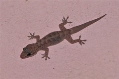 Phyllopezus przewalskii