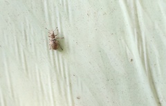 Polydrusus nothofagi