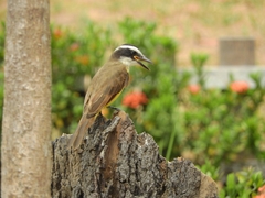 Pitangus sulphuratus