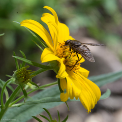 Esenbeckia