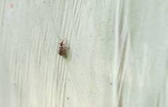 Polydrusus nothofagi