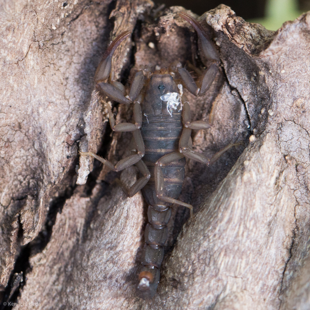 Vaejovis grahami