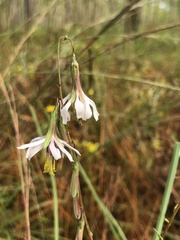 Nabalus autumnalis
