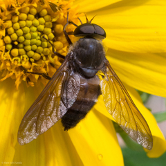 Esenbeckia