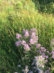 Eucephalus ledophyllus