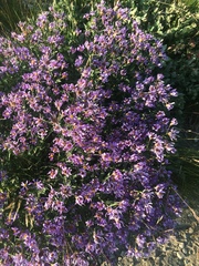 Eucephalus ledophyllus