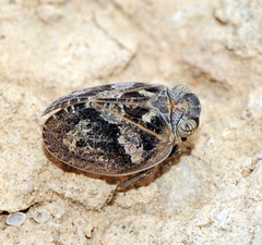 Palmallorcus punctulatus