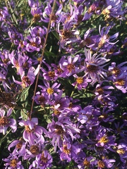 Eucephalus ledophyllus