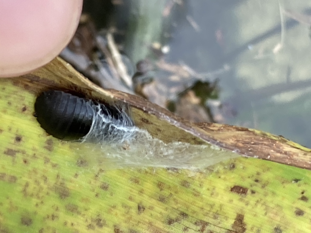 Surinam cockroach (Pycnoscelus surinamensis)