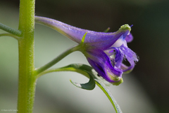 Delphinium scopulorum