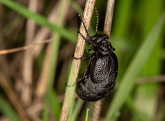 Meloe rugosus