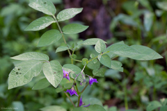 Solanum stoloniferum