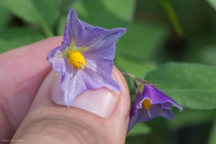 Solanum stoloniferum