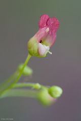 Scrophularia parviflora