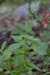 Scrophularia parviflora