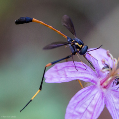 Systropus arizonicus