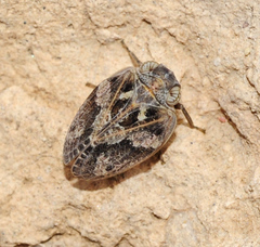 Palmallorcus punctulatus