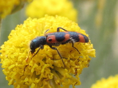 Trichodes leucopsideus