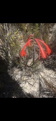 Cyrtanthus fergusoniae